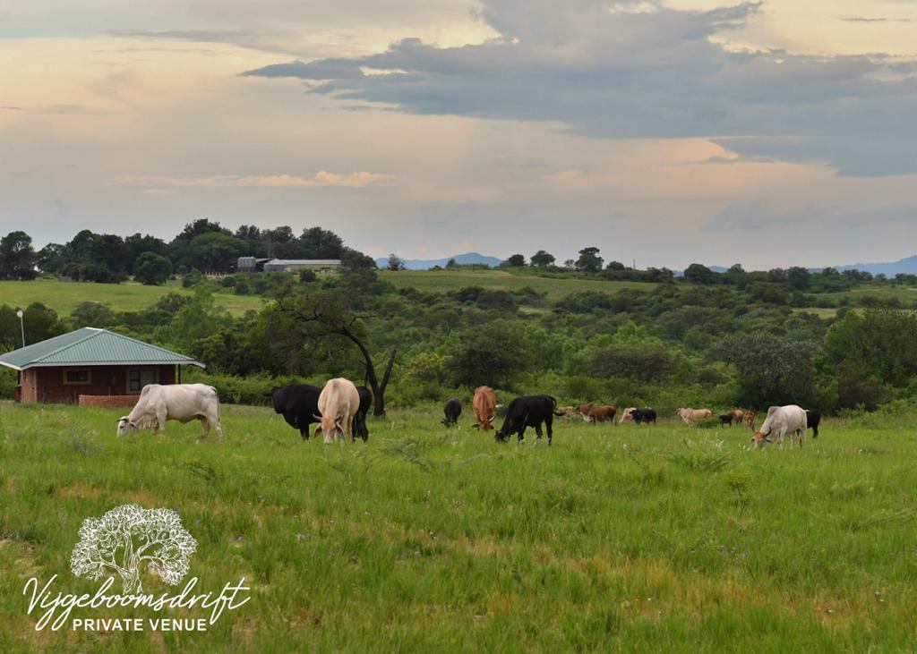 Cattle grazing on the farm at Vijgeboomsdrift